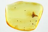 Detailed Fossil Barklouse (Psocodea) In Baltic Amber #367496-1